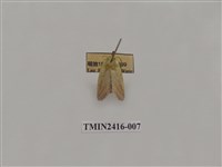 藏品(黃刺蛾)的圖片